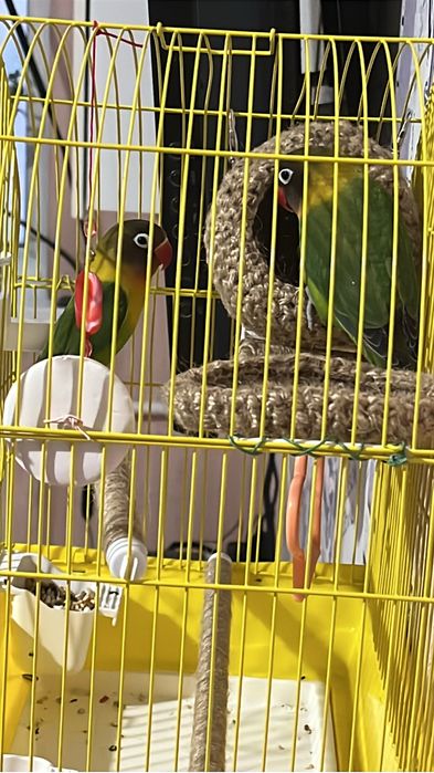 Продам Масковых Неразлучников