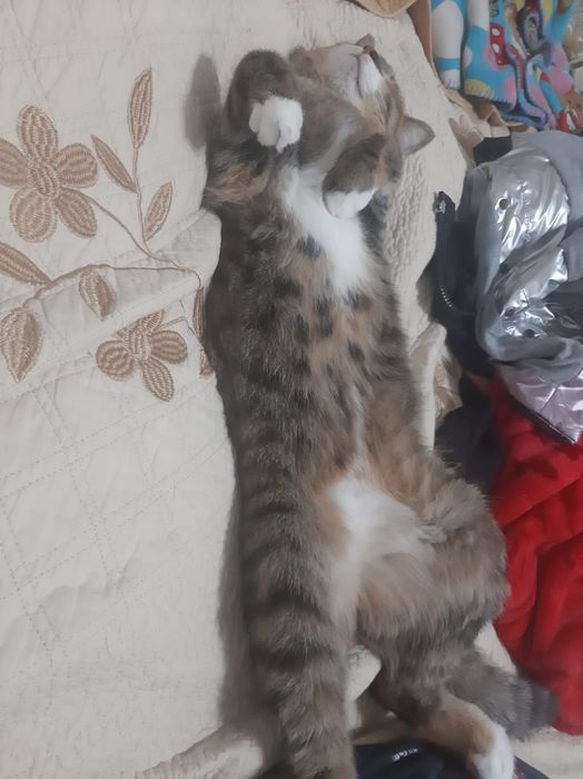 Отдам даром кошек