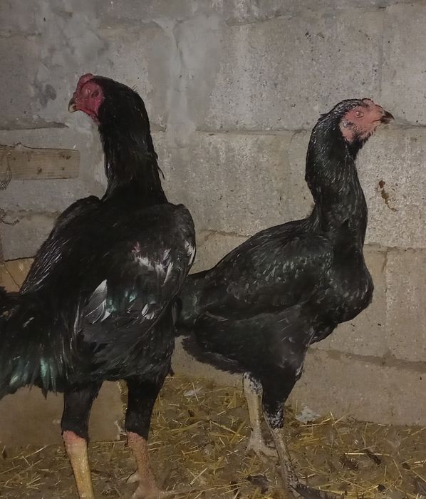 Курик таук дакан