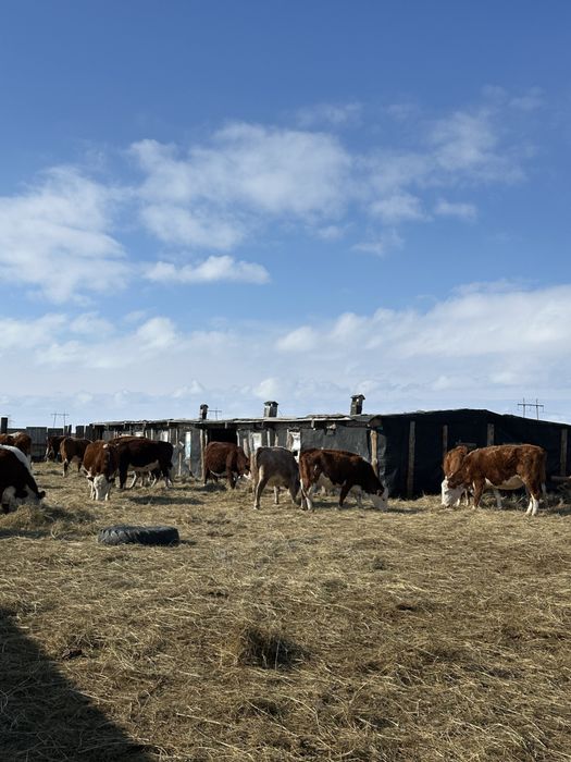 Крестьянское хозяйство