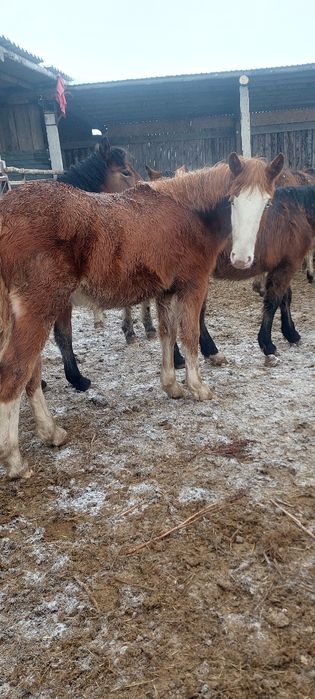 Продам 20 голов жеребчиков