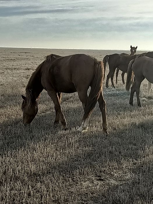 Семыз аигыр сатылады