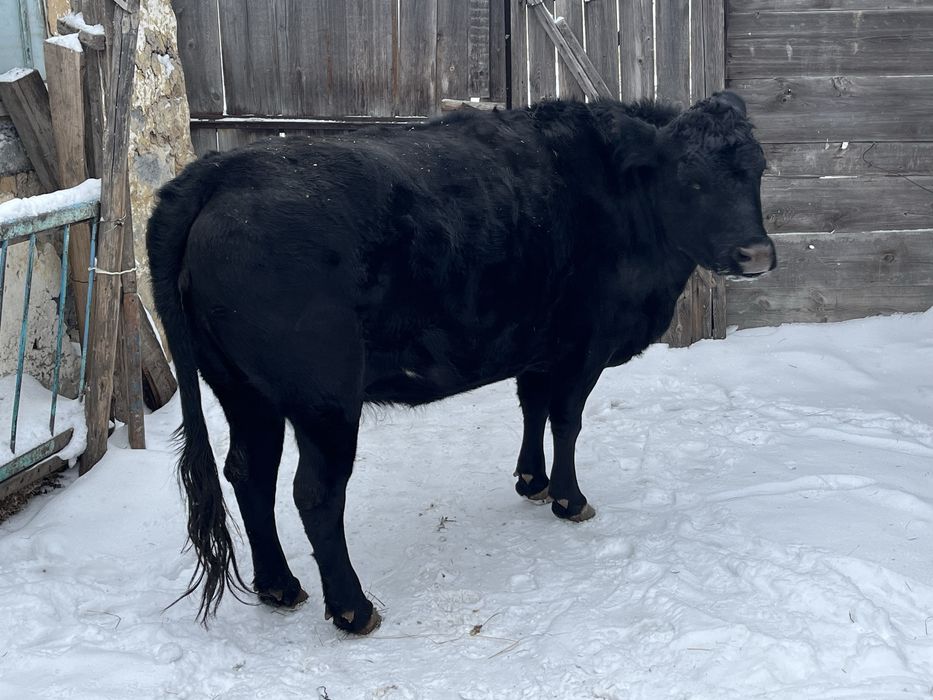 Продам ангус 4 года