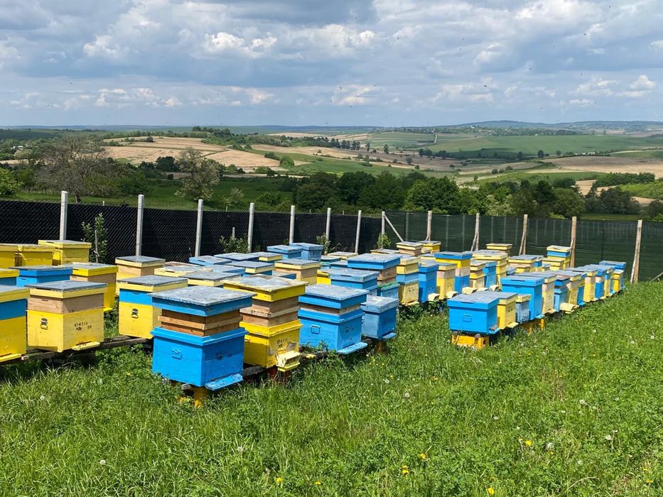 Familii de albine de vânzare