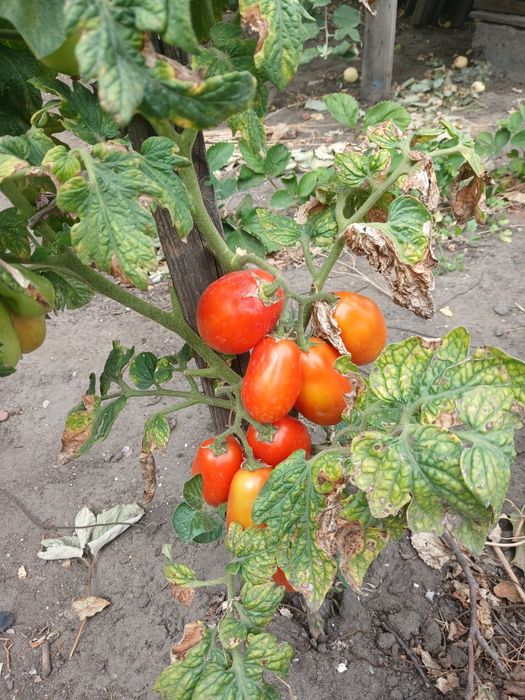 Продам домашние помидоры