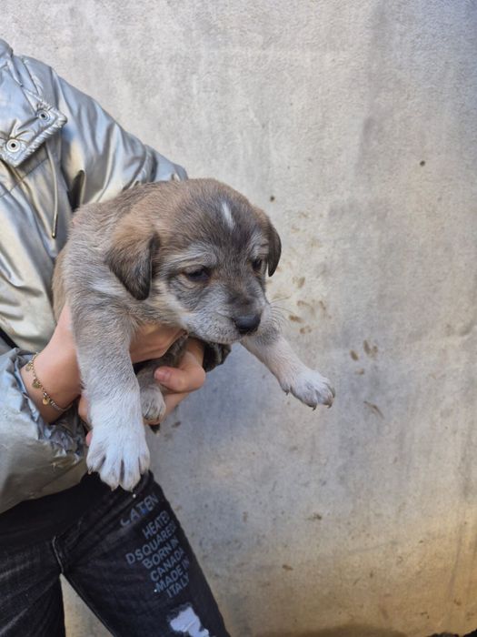 Pui de căței pentru adopție – caută familii responsabile