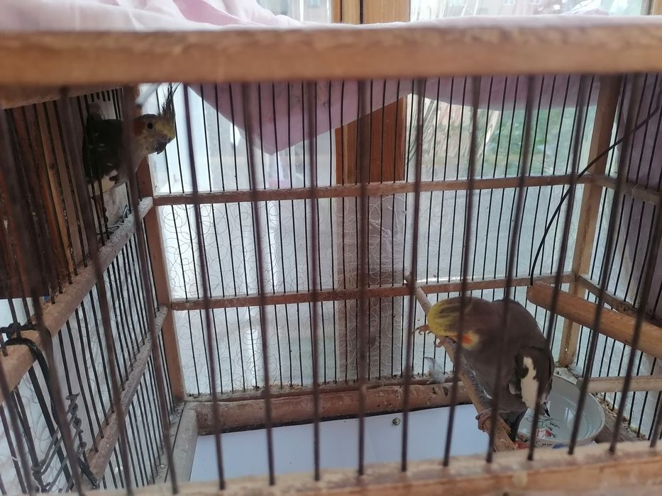 Продам попугаев карэлла самец и самка