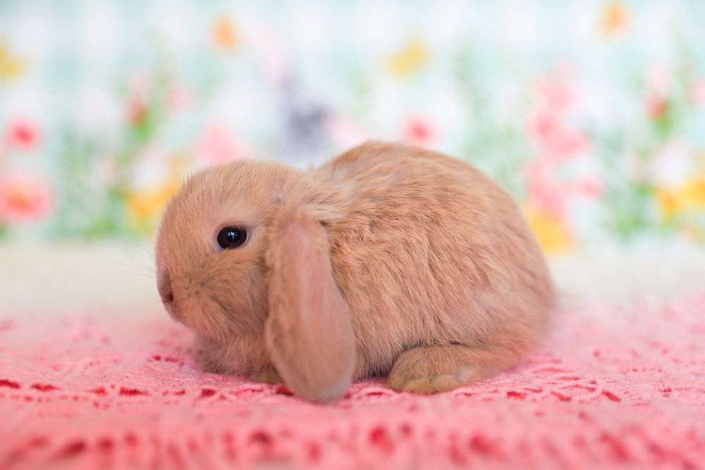 Вислоухие крольчата