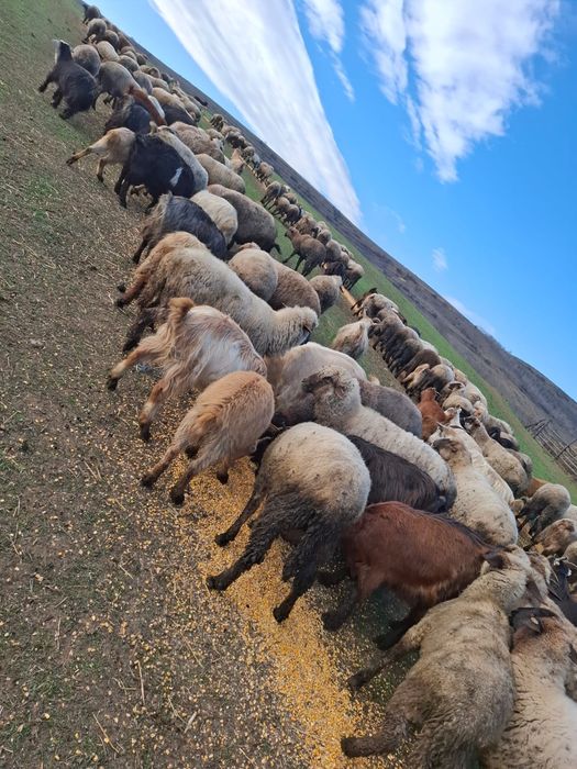 Oi si capre de vanzare