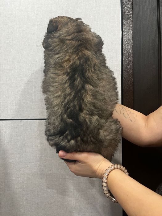 Девочка ищет свой дом