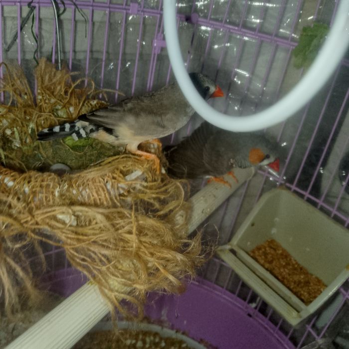 Vând zebre australiene