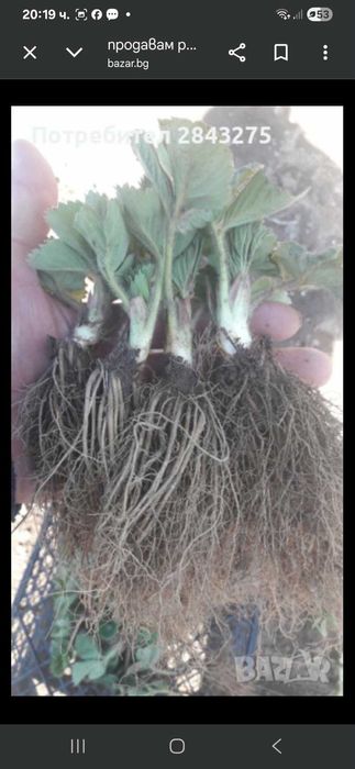 Продавам расад ягоди и малини