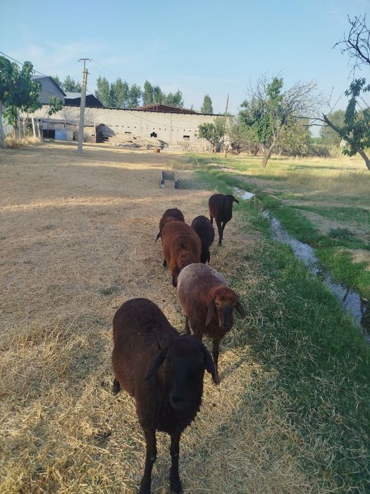 Срочно кайлар сотилади сони 11 та 4 та кочкор 7 та кой койлар бугоз