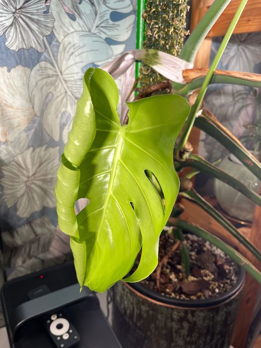 Монстера делисиоза monstera deliciosa делисиоза