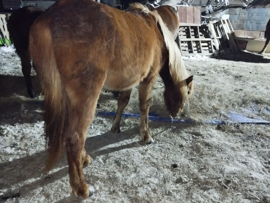 Ассалаумалейкум байтал сатылады