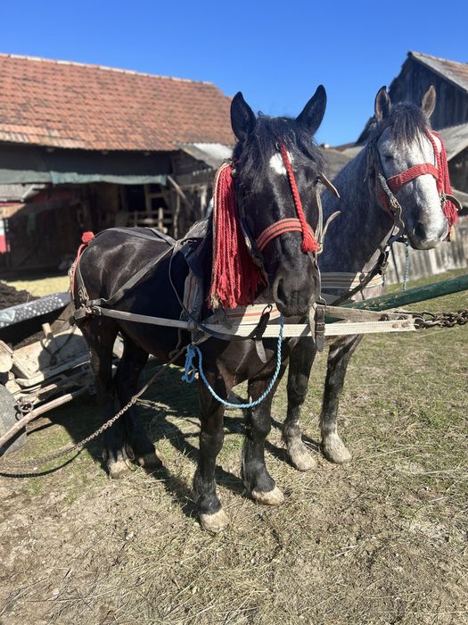 Vând cai tineri si buni de ham