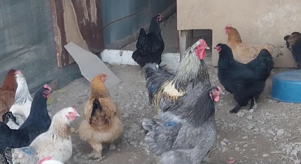 Яйца инкубационные