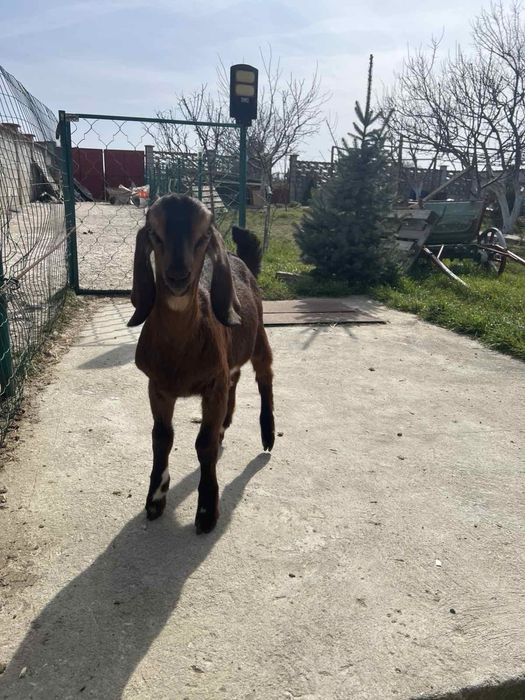 Продавам мъжки англо-нубийски ярета