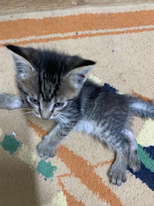 Отдам котят в добрые руки