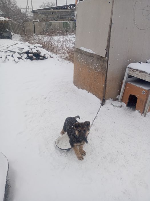 Овчарка щенок ургашы