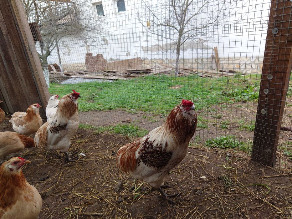 Оплодени яйца от Араукана