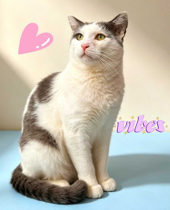 Adoptie pisica alba mota castrat