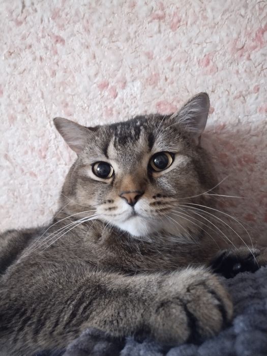 кот,порода:скотиш страйт