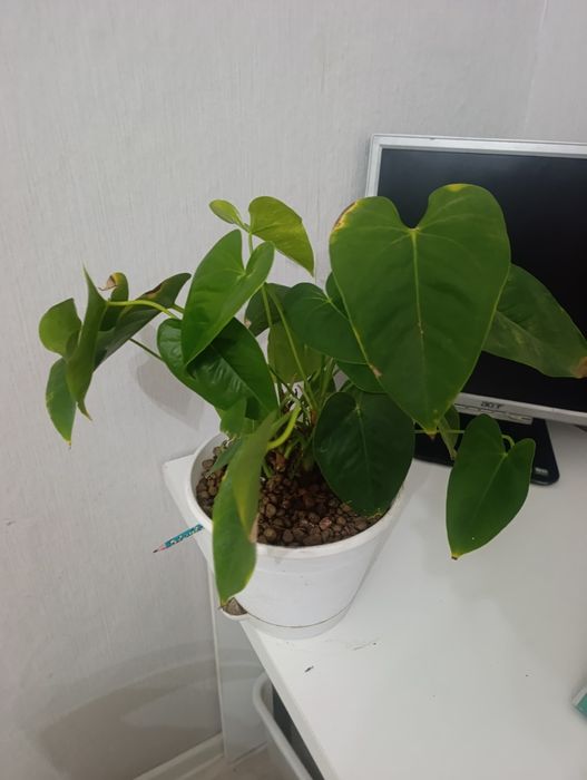 Продам драцена маргината антуриум  сингониум фикус Али