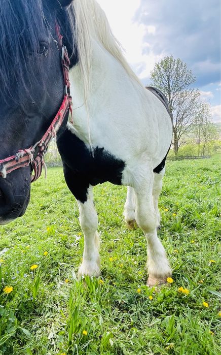 Armasar de monta,posibil si de vanzare