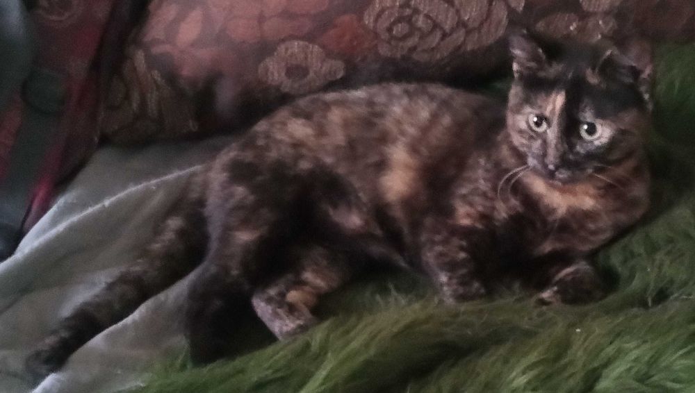 2 котенца. заедно или поотделно