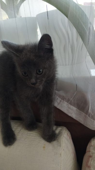Котята в хорошие руки