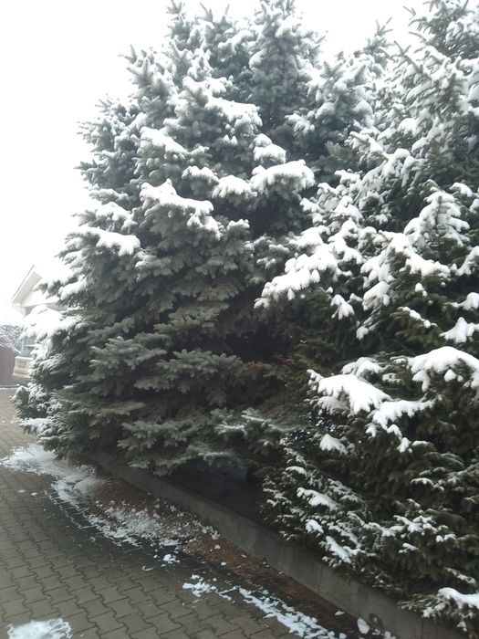 Ель голубая. Взрослая