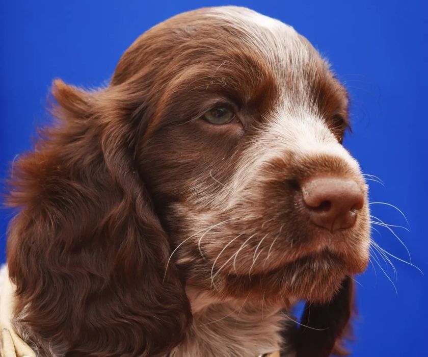 Малыши Русского спаниеля