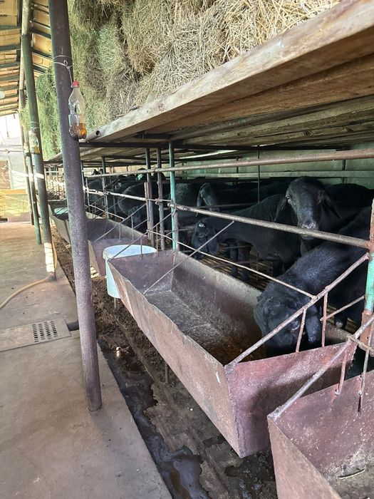 Кучкорлар сотилади