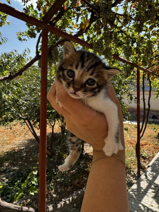 Отдам котят в добрые руки