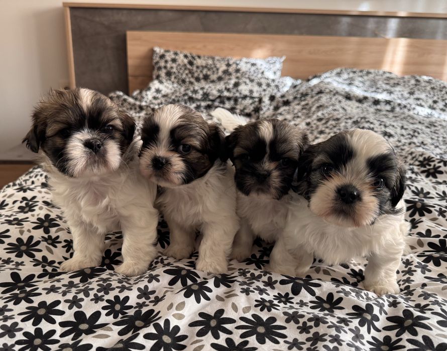 Кученца ши-тцу, кучета, куче, кученце