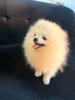 Pomeranian, mascul cu pedigree, rasa pura