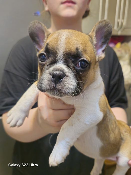 Французский бульдог