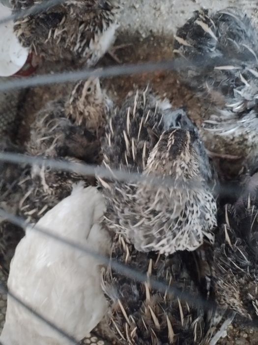 Бедона тухумга соглом