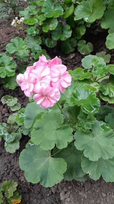 Комнатые цветочки