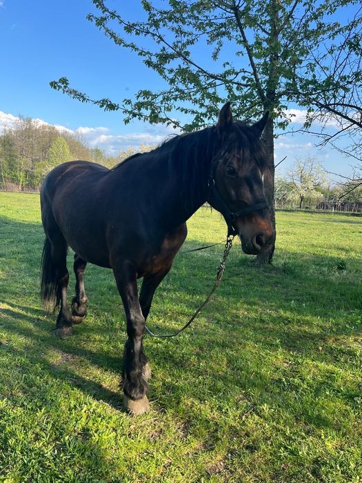 Vand iapa rasa Metis Frizian