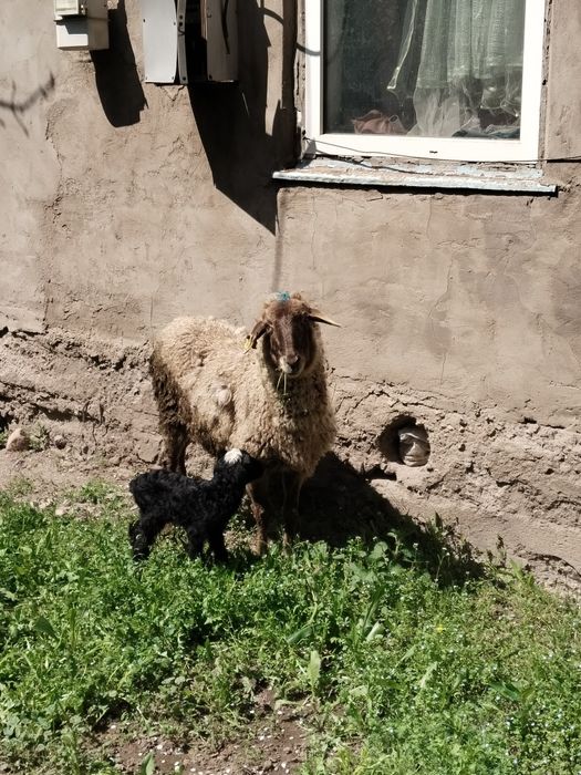 Козылы кой сатылады жас мал