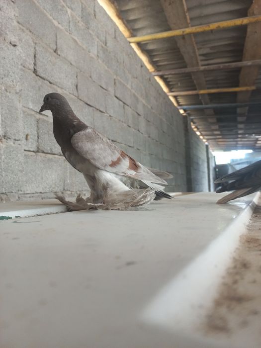 ГОЛбь ПРЕУченный