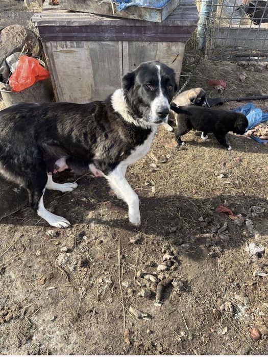 Щенок алабай/кангал