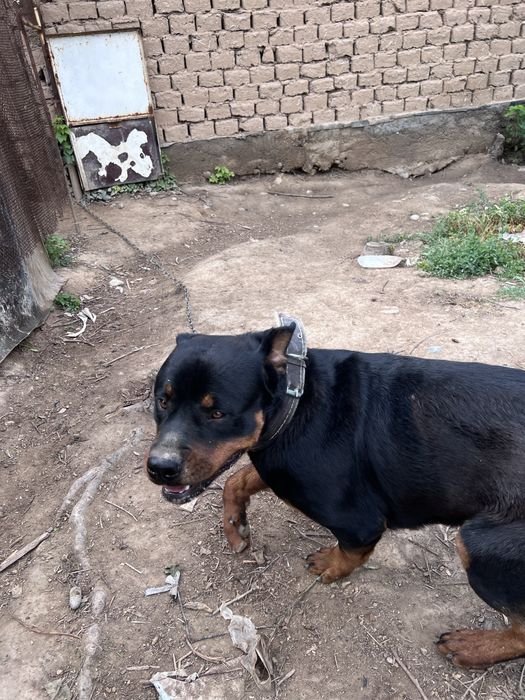 Срочна сотилади Rottweiler немецкая порода