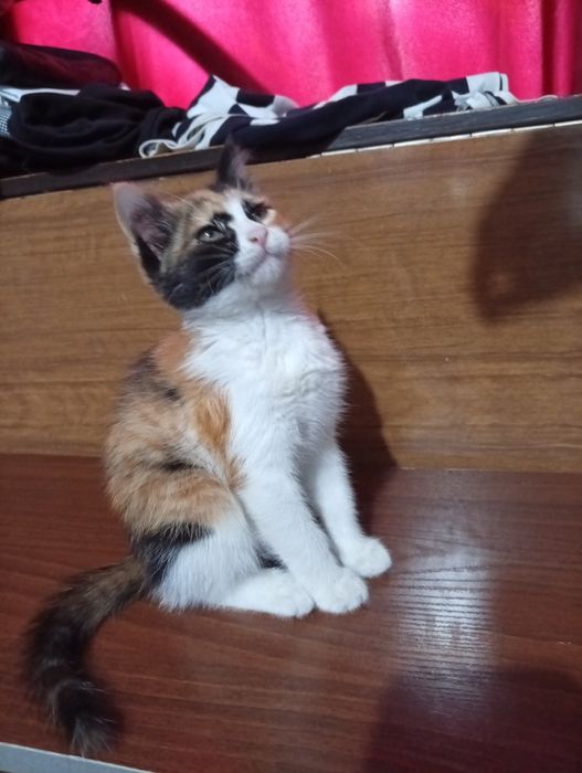 Красивые котятки трехцветные