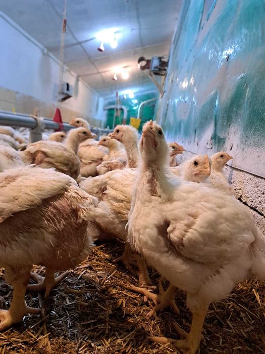 Vand pui de carne, 4 saptamani, peste 1,5 kg media 20 lei