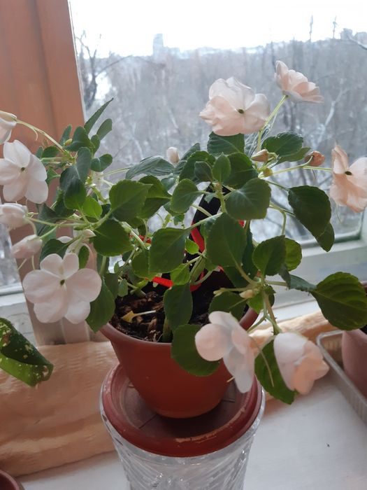 Цветы Канны садовые