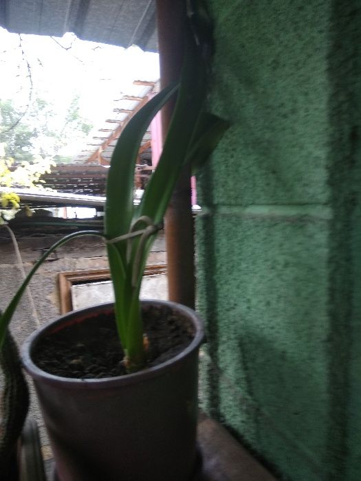 комнатные растения