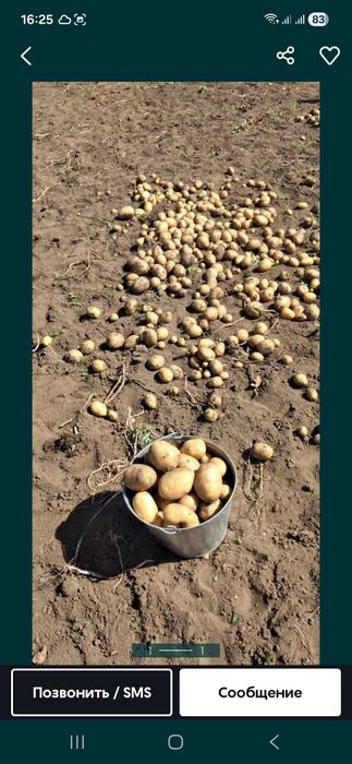 Продам картофель дачный.